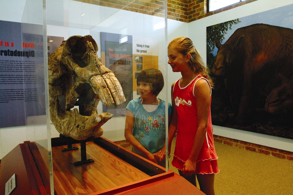 051101 Coonarabran Australian Diprotodon Exhibition - Skull