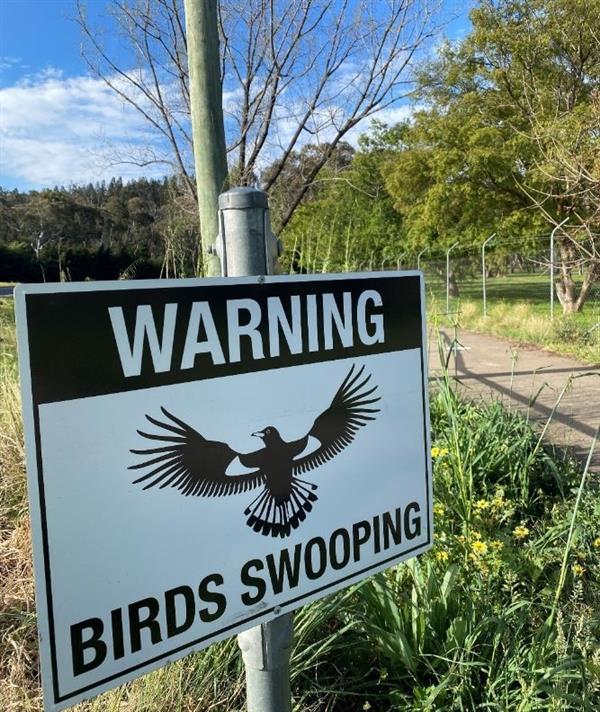 Magpies Swooping