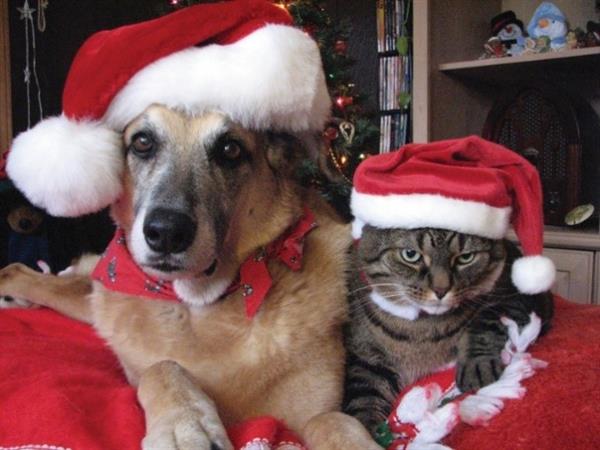 Keeping your pets safe this holiday season